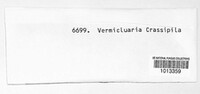 Vermicularia crassipila image